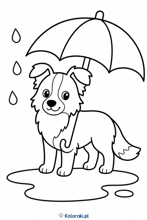 Piesek pod parasolem – border collie
