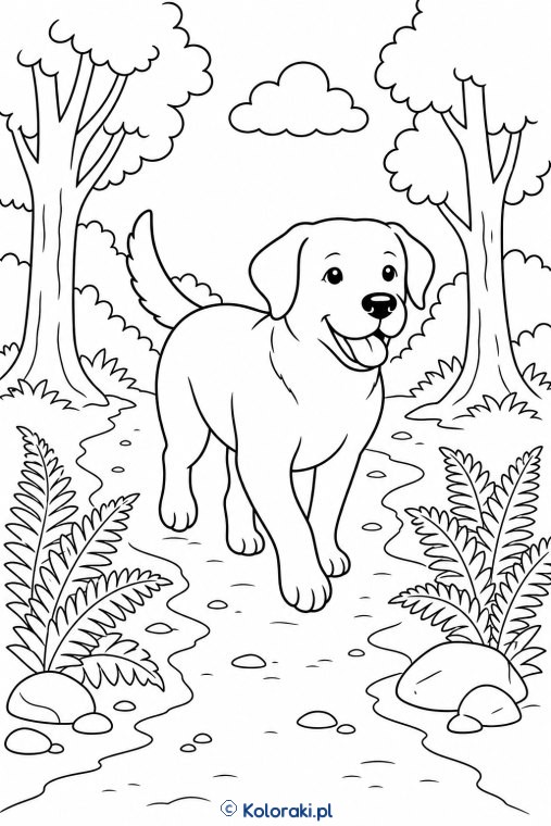 Labrador na leśnym spacerze – labrador retriever