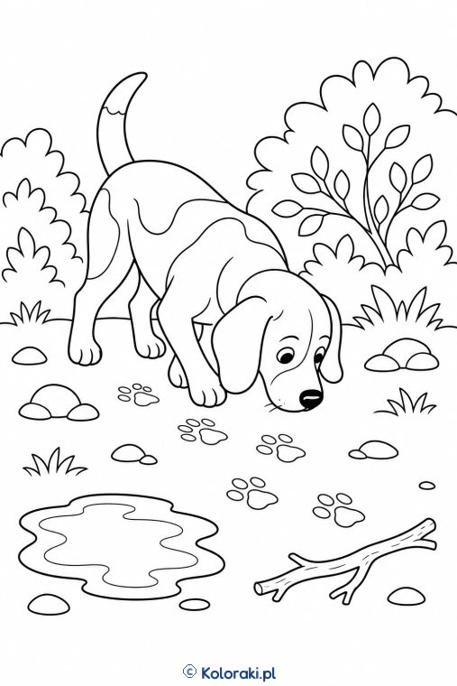 Beagle tropi ślady – beagle