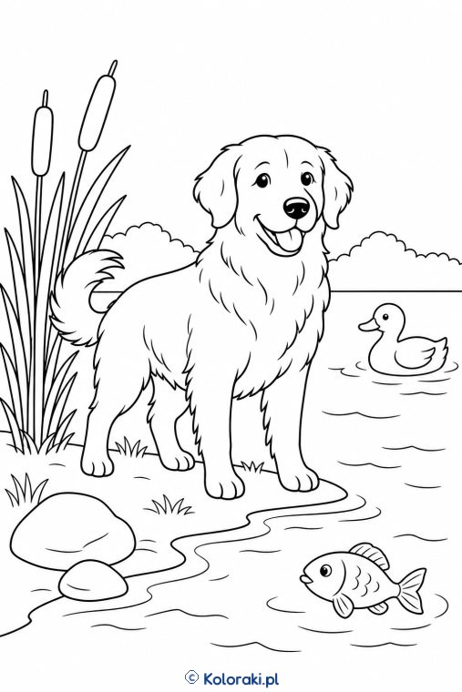 Golden retriever nad jeziorem – golden retriever
