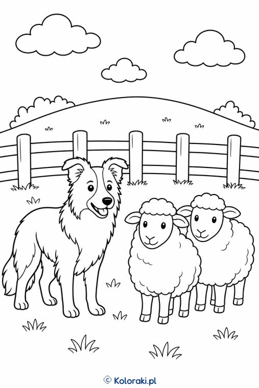 Border collie przy owcach – border collie