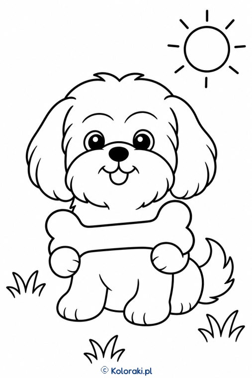 Piesek z kością – shih tzu