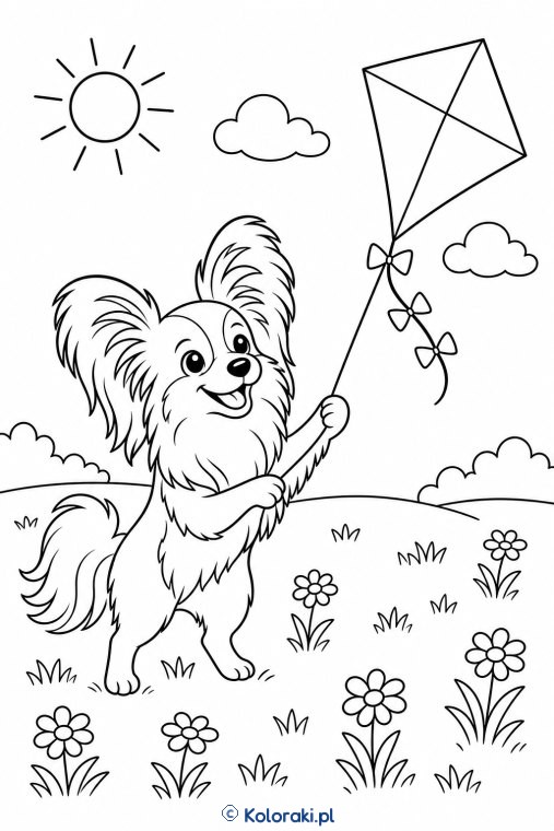 Papillon z latawcem – papillon