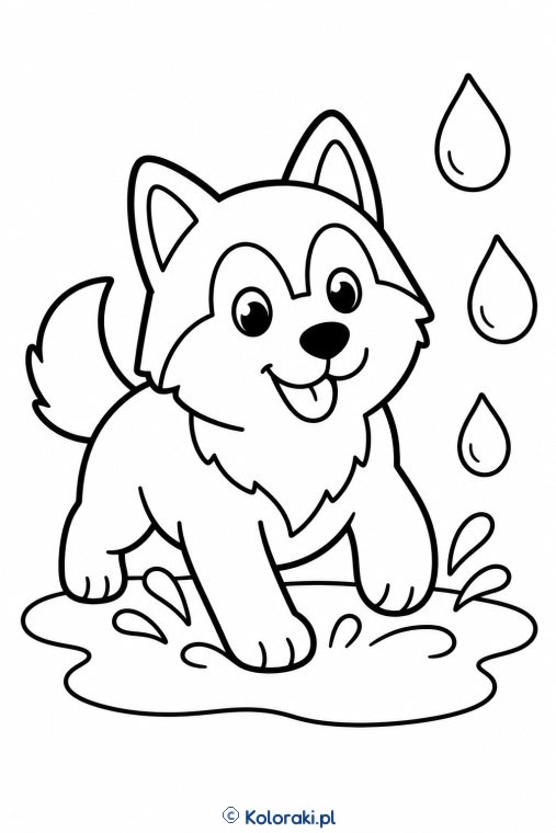 Piesek w kałuży – husky syberyjski