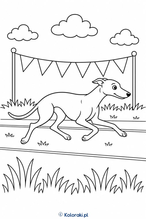 Whippet na torze – whippet