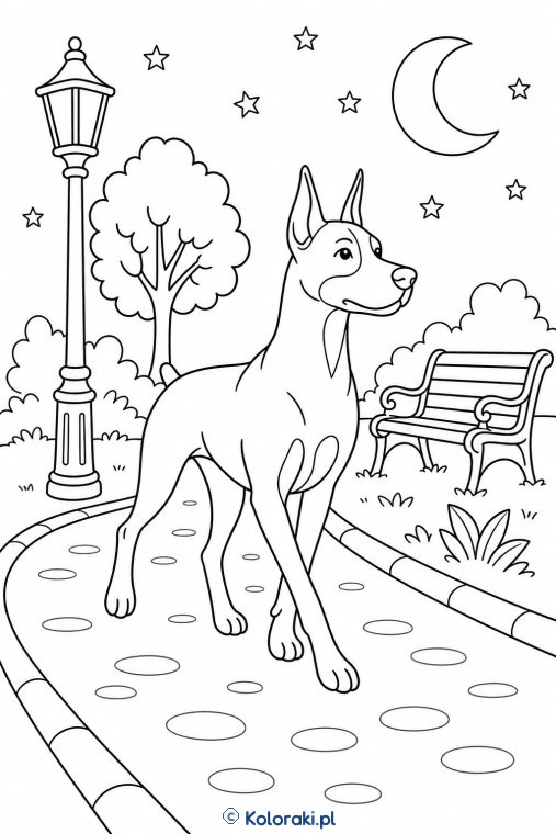 Doberman na nocnym spacerze – doberman