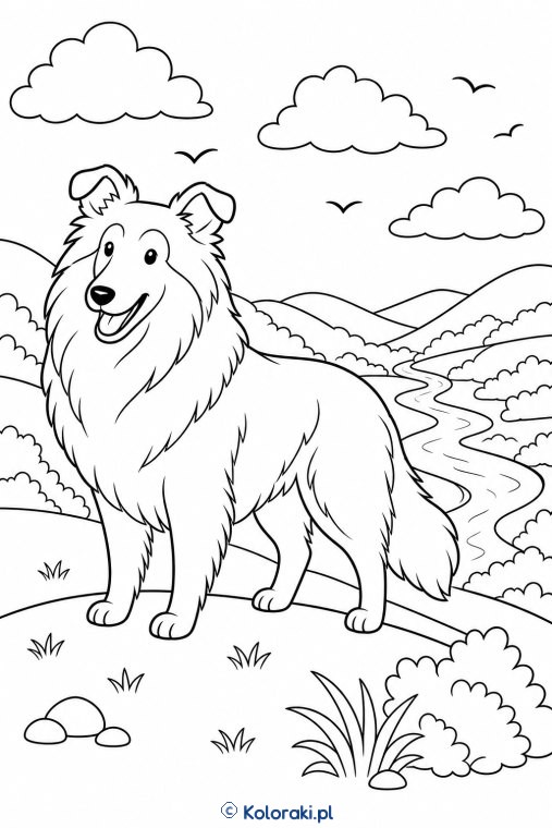 Collie na wzgórzu – collie