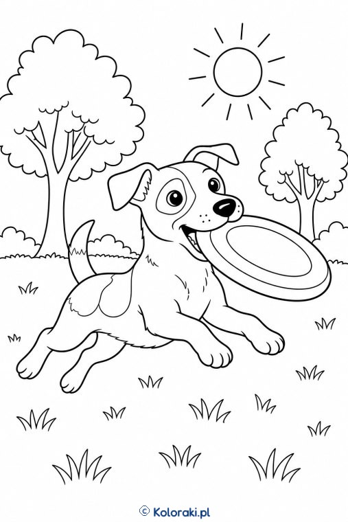 Jack russell z frisbee – jack russell terrier