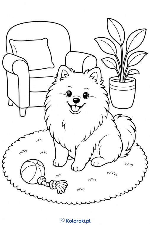 Pomeranian w salonie – pomeranian