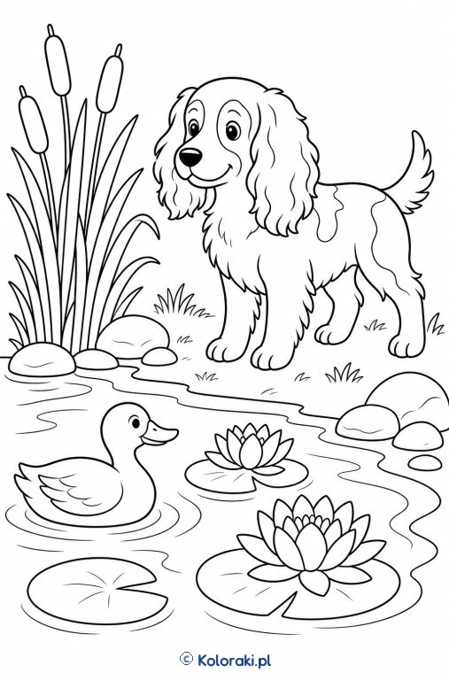Spaniel przy stawie – spaniel