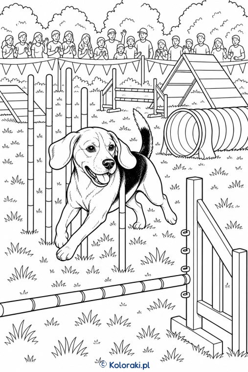 Border collie podczas zawodów – beagle