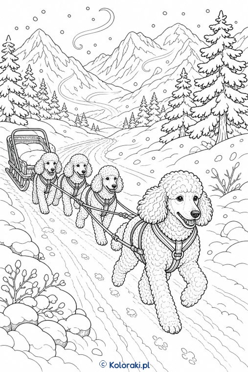 Husky w zaprzęgu – pudel