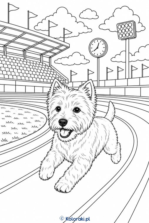 Whippet na stadionie – west highland white terrier
