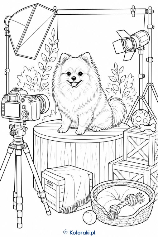 Chihuahua w studiu fotograficznym – pomeranian