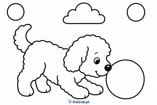 Piesek z wielką piłeczką – labradoodle