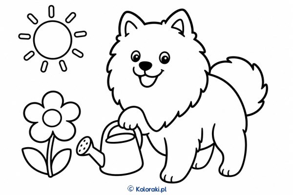 Piesek z konewką – keeshond