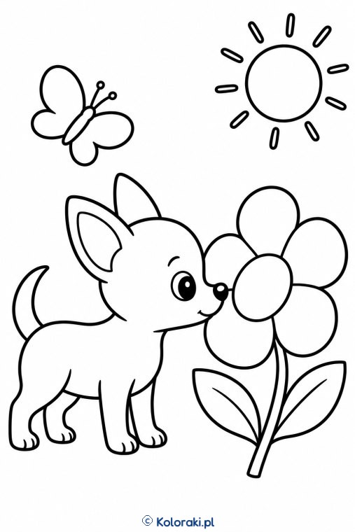 Piesek przy kwiatku – chihuahua