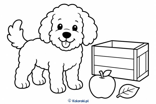 Piesek przy skrzynce – goldendoodle