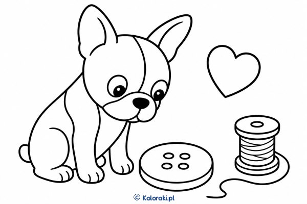 Piesek z dużym guzikiem – boston terrier