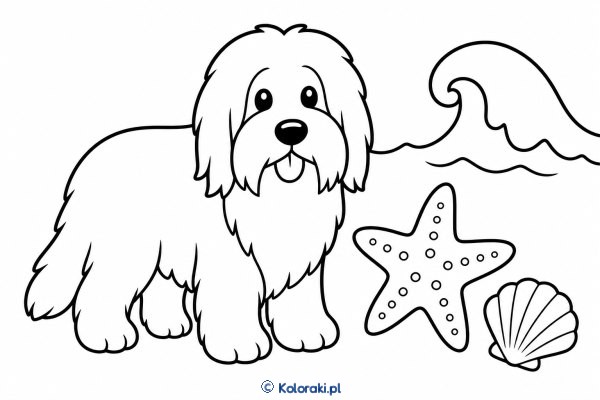 Piesek przy gwieździe morskiej – bearded collie