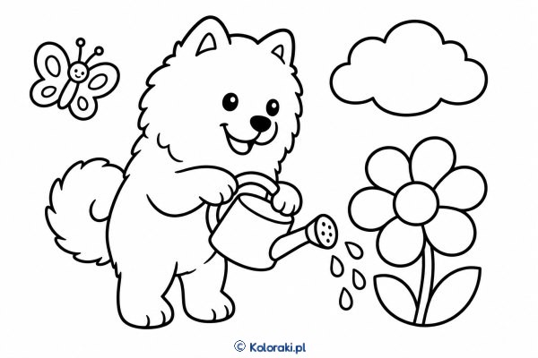 Piesek z konewką w ogródku – samoyed mix