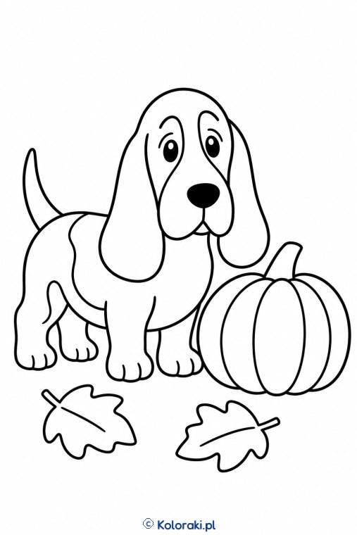 Piesek przy dyni – basset hound