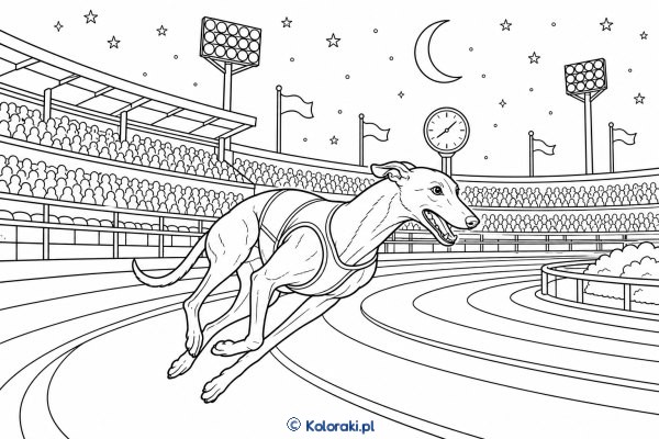Greyhound podczas zawodów nocnych – greyhound