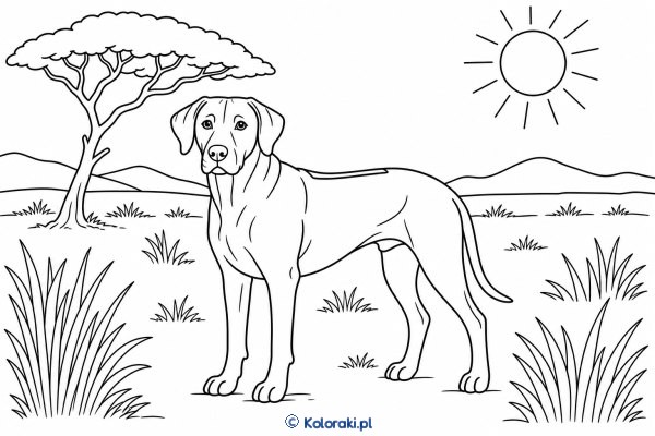 Rhodesian ridgeback na sawannie – rhodesian ridgeback