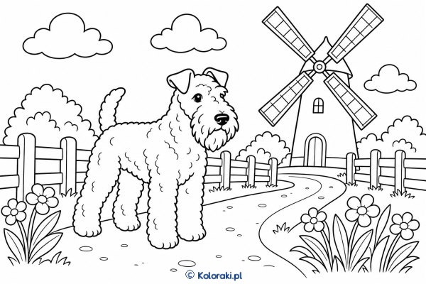 Kerry blue terrier przy wiatraku – kerry blue terrier
