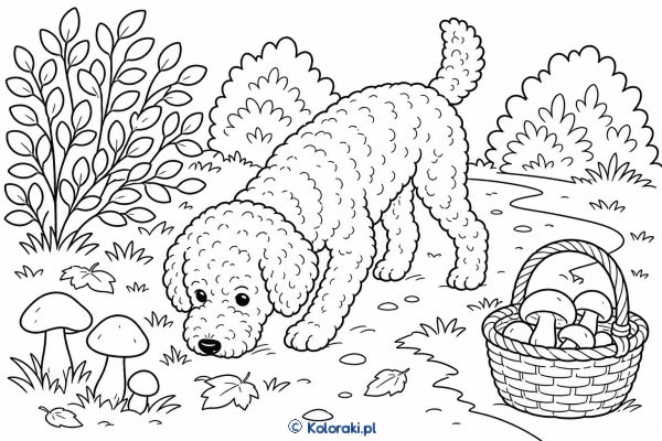 Lagotto romagnolo szuka trufli – lagotto romagnolo