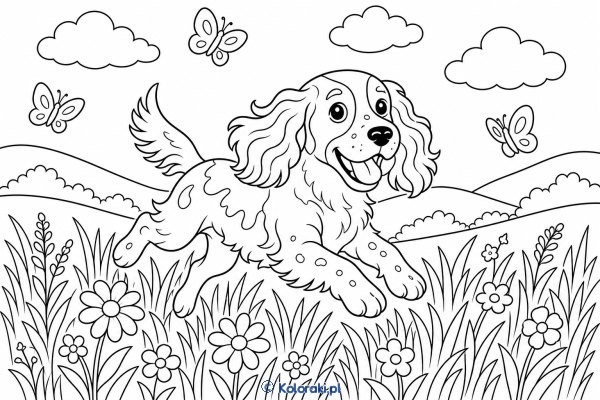 Springer spaniel na łące – springer spaniel