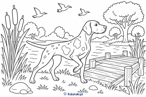 Pointer nad mokradłami – pointer