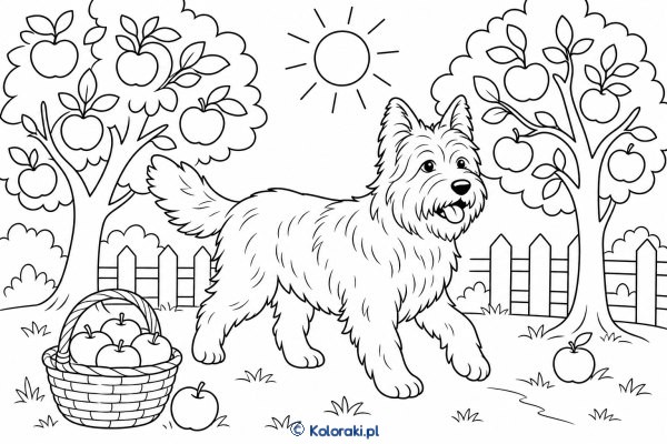 Owczarek kataloński w sadzie – owczarek kataloński