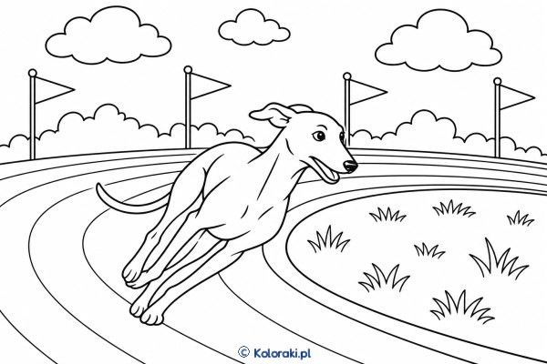 Greyhound na torze treningowym – greyhound