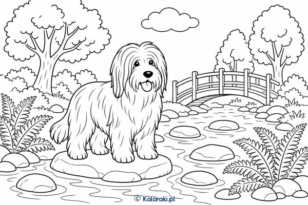 Bearded collie przy strumieniu – bearded collie