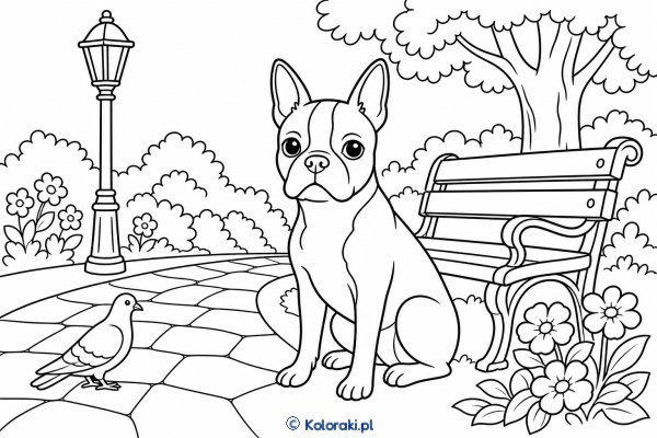 Boston terrier w miejskim parku – boston terrier