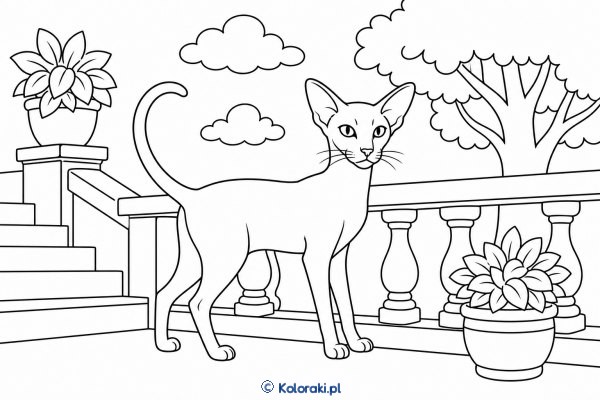 Orientalny na tarasie – orientalny krótkowłosy